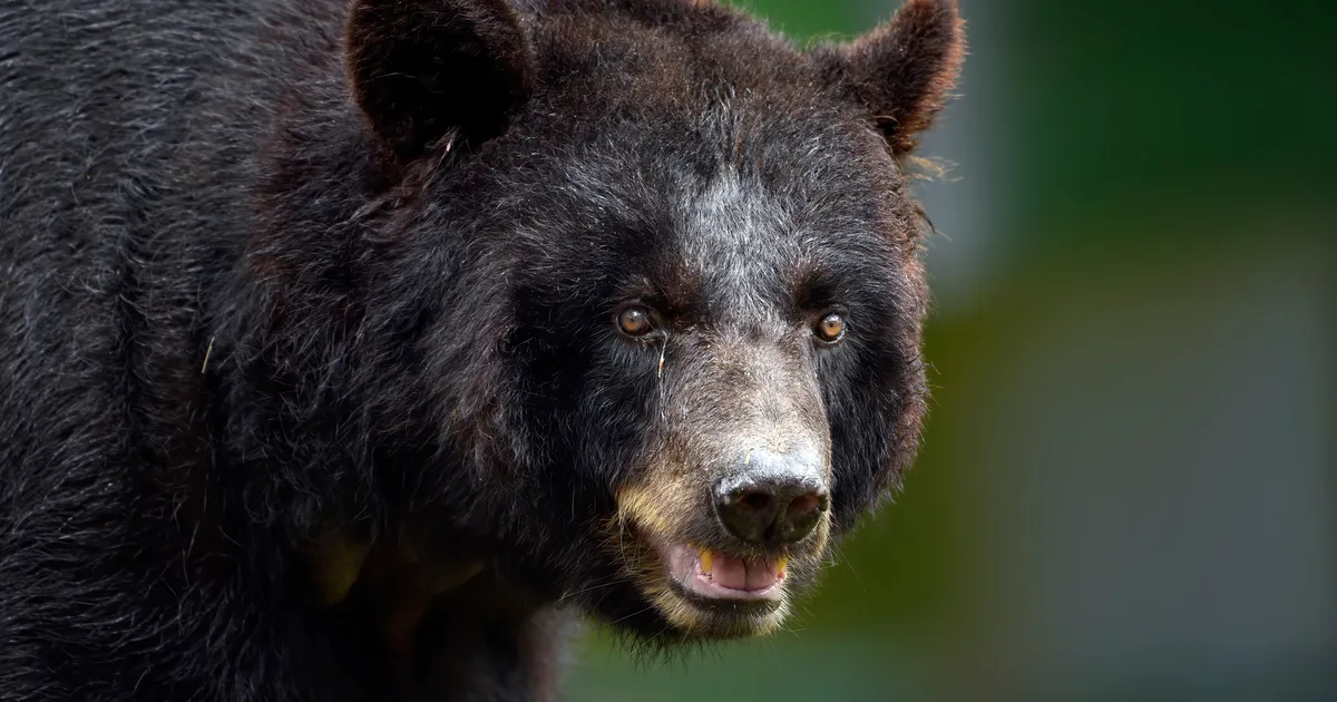 Karu tappis mehe ja tema koera