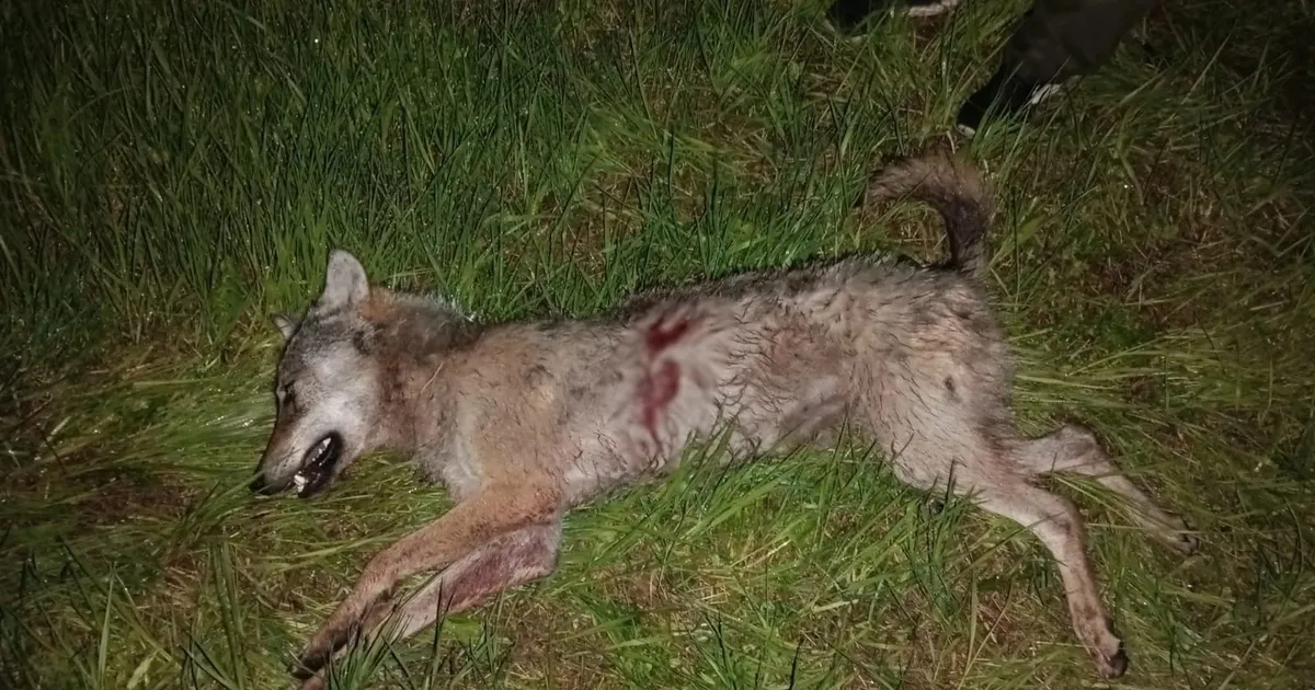 Jahimehed tabasid poolsada lammast murdnud hundikarja liikme