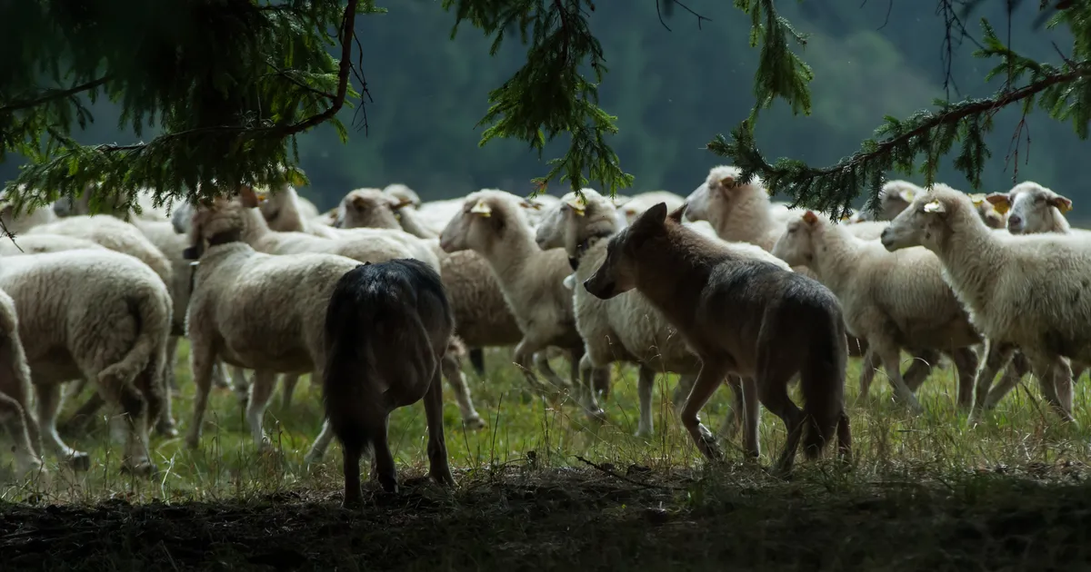 HUNDID ON TAGASI ⟩ «Vaata nüüd seda sigadust, vähem kui saja meetri kaugusel majast. Vaata seda sigadust»