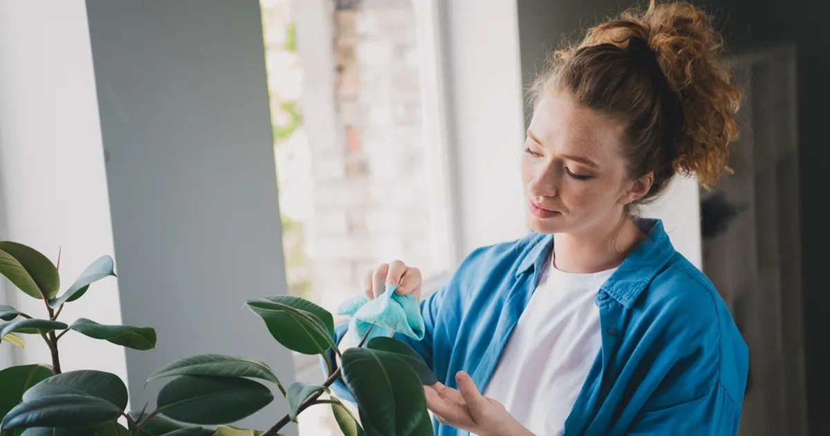 ETTEVAATUST ⟩ Levinud viga võib su toataimed suvega läbi kärsatada