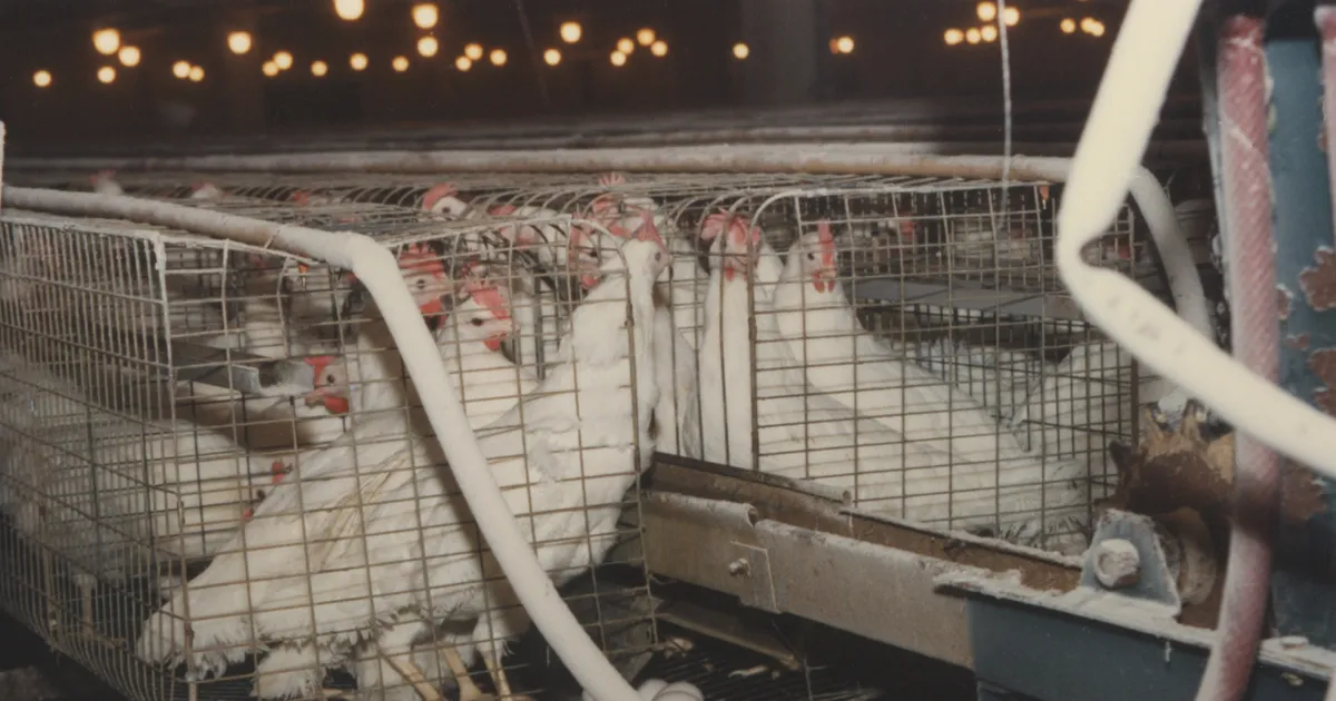 Maaülikooli külalisprofessor avaldas mõtlemapaneva raamatu loomade heaolust