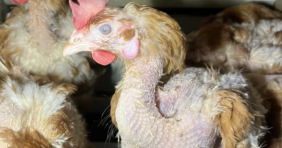 Aleksei Turovski asus võitlema kanade puurides pidamise vastu