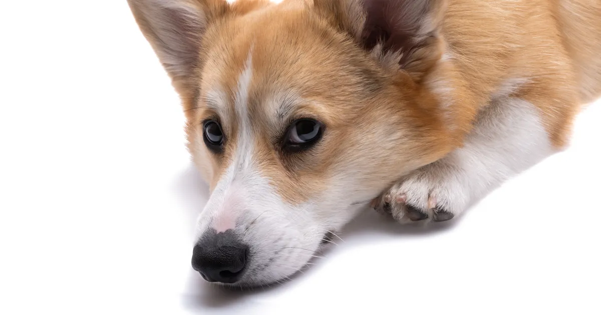 Loomaarst hoiatab: 6 tervisemuret, millega tuleks kohe kliinikusse pöörduda