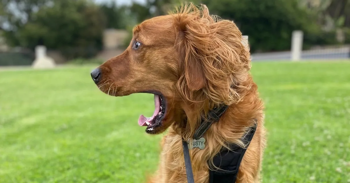 «Mitte kunagi enam!» Kuldne retriiver näeb esimest korda kalkunit ja kahetseb seda kohe