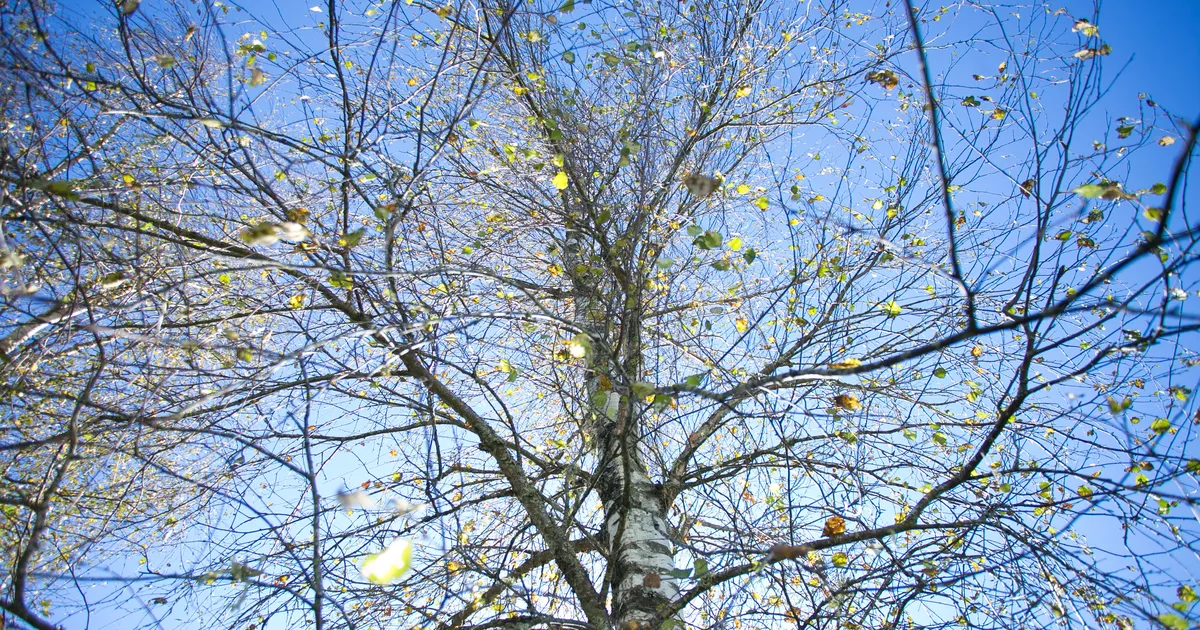 Kase õietolmu on õhus palju