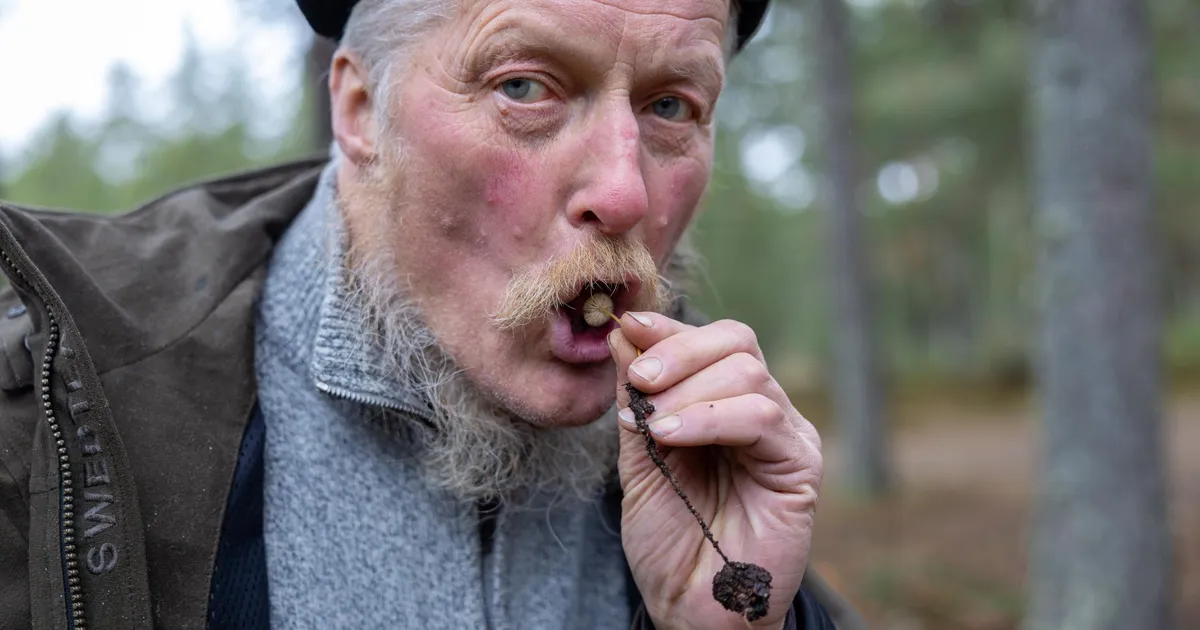 REPORTAAŽ ⟩ Sõida seenele! Kevadseenele!