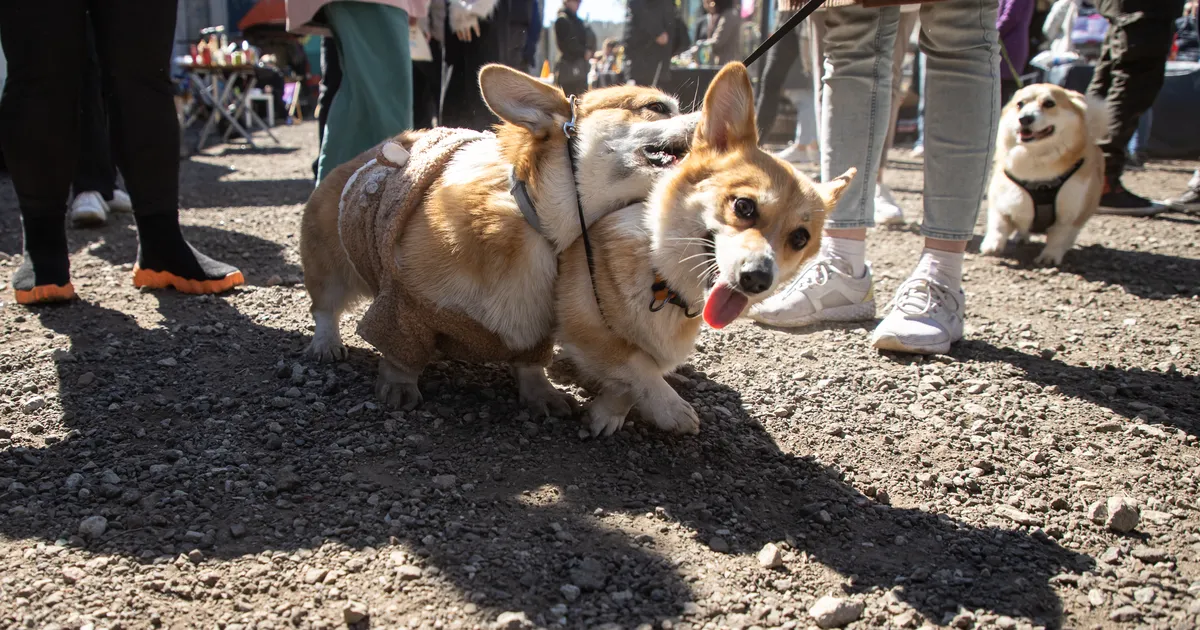 GALERII ⟩ Armsad koerad vallutasid Põhjala tehase