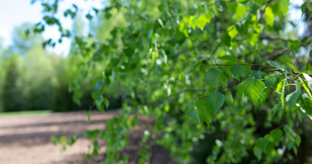 Kasuta võimalust ⟩ Kas oled proovinud kehakaalu langetamiseks noori kaselehti?
