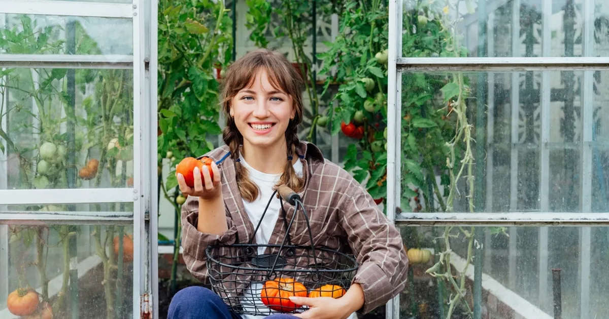 Lisa see üllatav materjal mulda ja vaata, kuidas tomatid vohama hakkavad