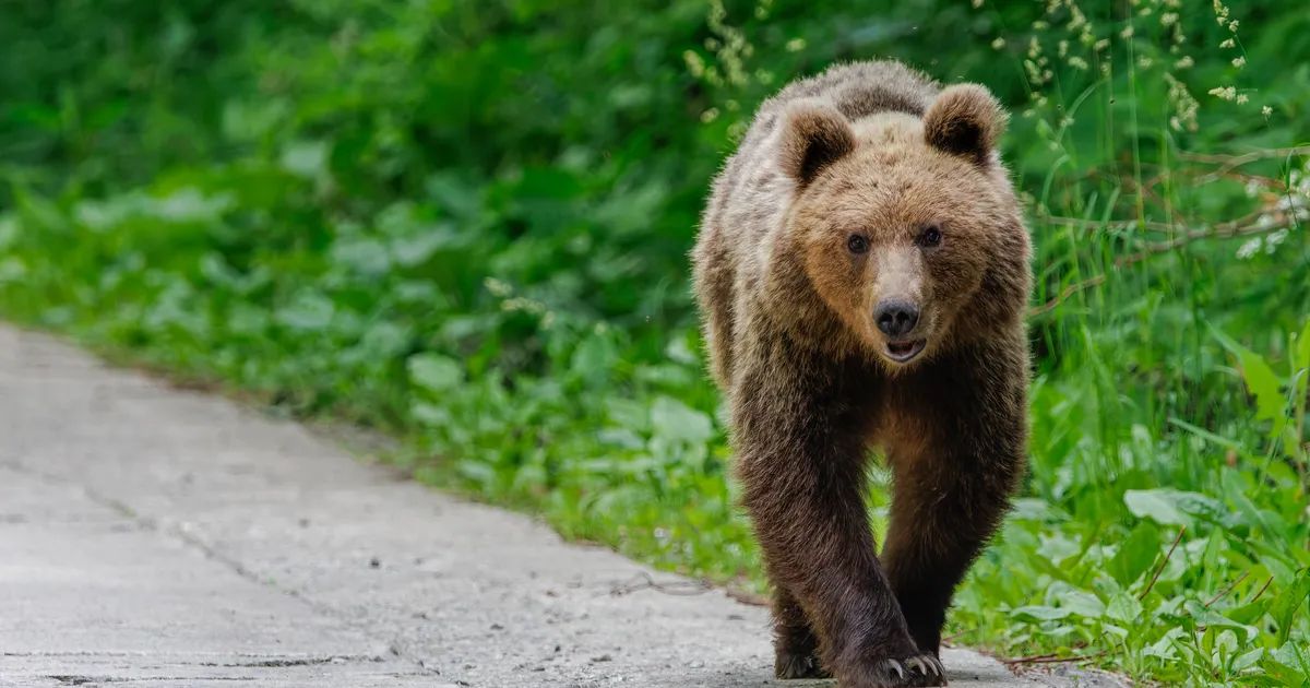 VIDEO ⟩ Narva-Jõesuus sattus jalgrattur vastamisi karuga: tema reaktsioon oli ootamatu
