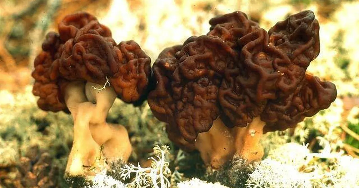 SPIKKER ⟩ Kuidas kevadseentel vahet teha?