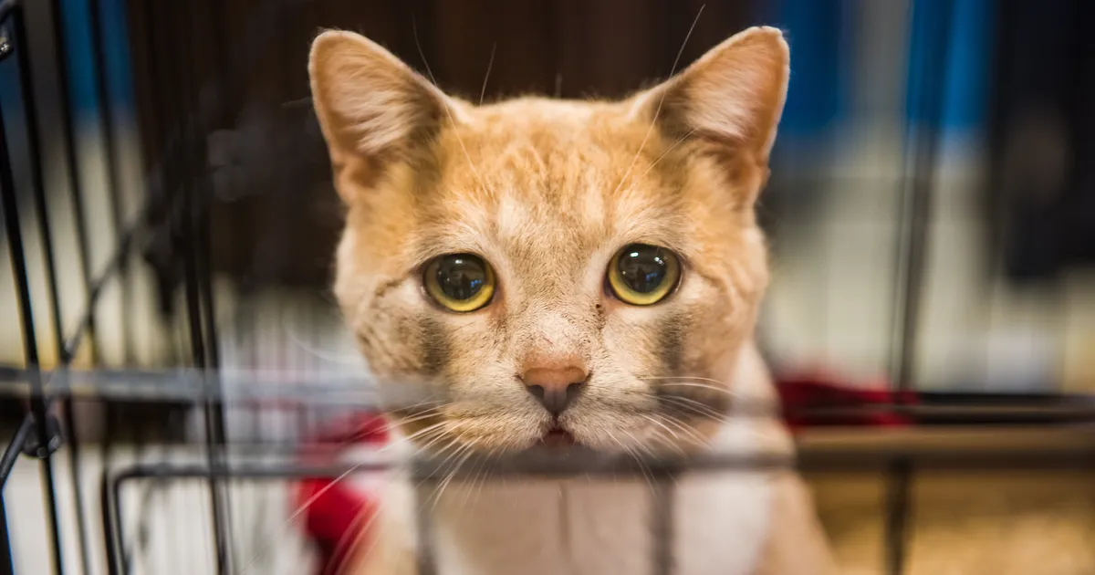 VIDEO ⟩ 10aastane kass sattus kurval põhjusel varjupaika: tema reaktsioon oli südantlõhestav