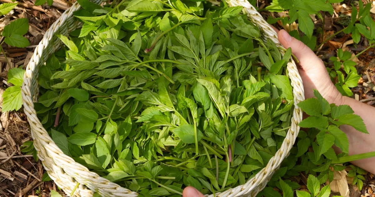 TIPPKOKK SOOVITAB ⟩ Söö oma aed umbrohust puhtaks!