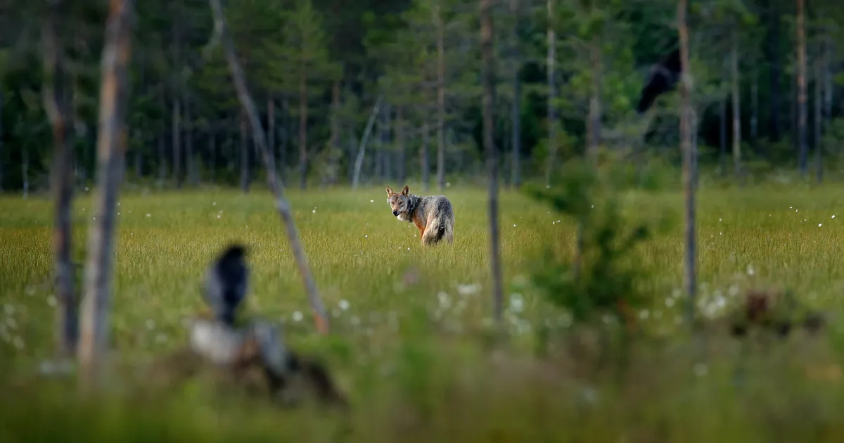 HUNDIHIRM SAKSAMAAL ⟩ «Steinbeckidelt viis vasika ära. Lõi hambad kõrri, jättis maha vedelema»