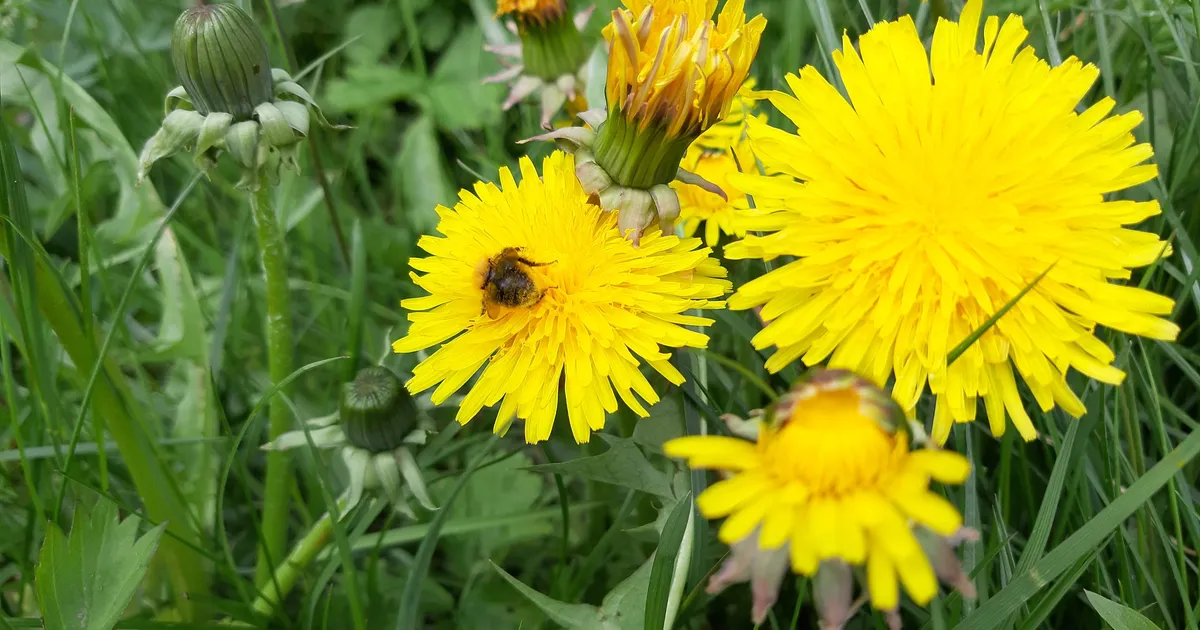 Kasutage hetke ja keetke võililleõitest siirupit