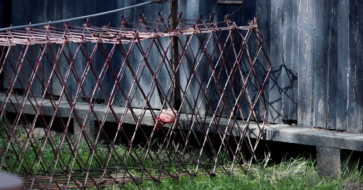 Rebaseema tõi pojad lasteaeda