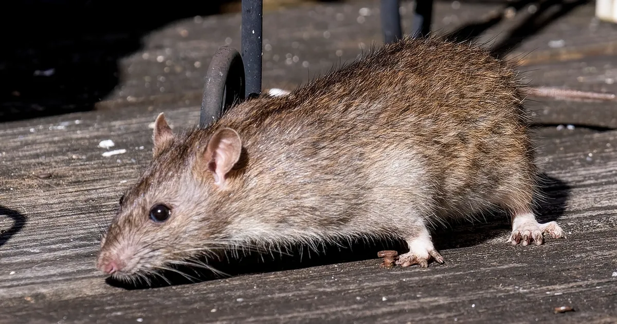 HEA TEADA ⟩ See populaarne ürt hoiab rotid ja hiired kodust eemal