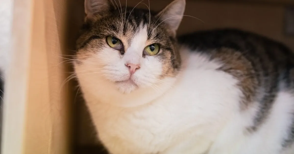 Pesaleidja: inimesed toovad kasse massiliselt varjupaika tagasi