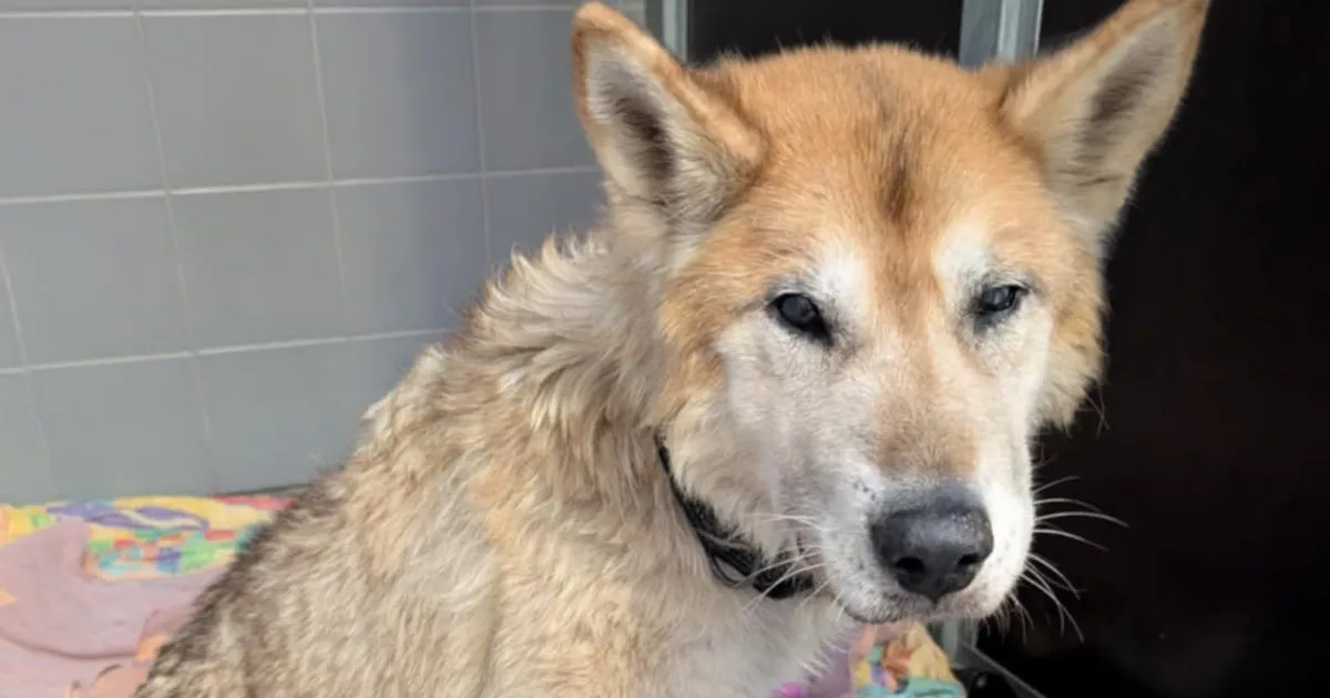 VALUS HOOP ⟩ Surmasuust päästetud Bruno elu ripub jälle juuksekarva otsas