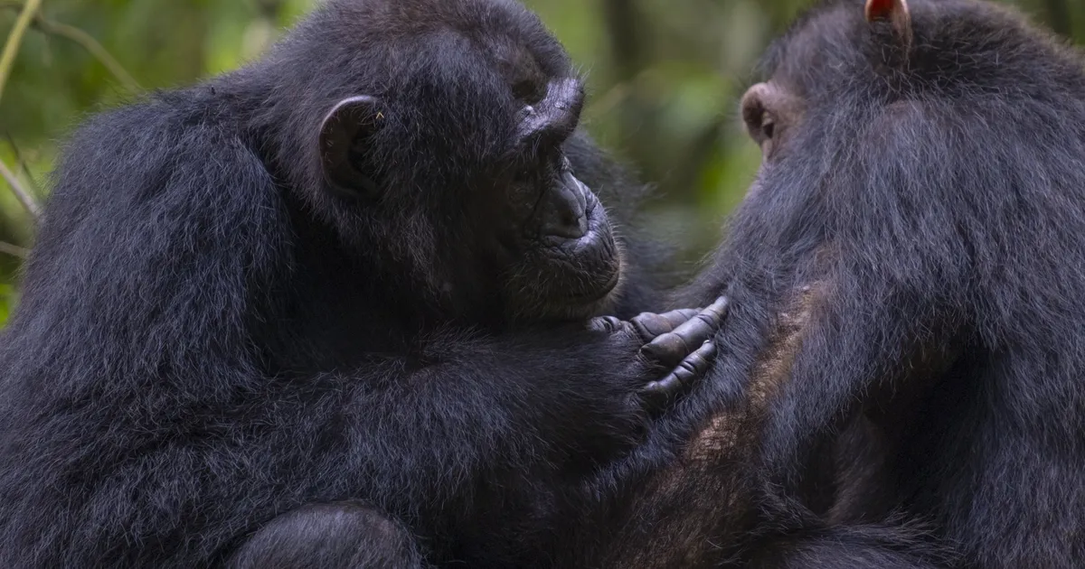Šimpansid tabati teolt: nad oskavad ravimtaimi kasutada