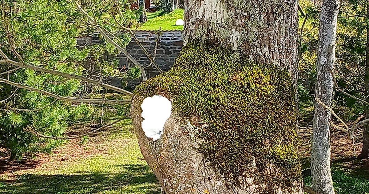 Räigus koolipargis: töömehed lasid lindude pesapuu ehitusvahtu täis