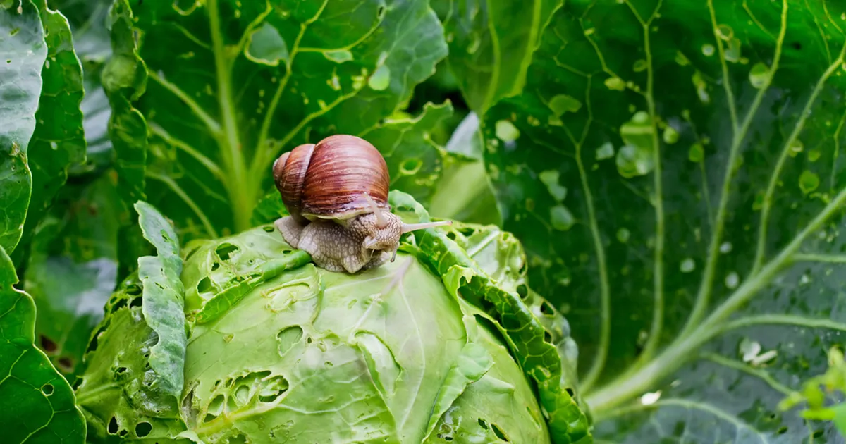 Tigude salavaenlane: see kaunis taim kaitseb sinu aeda