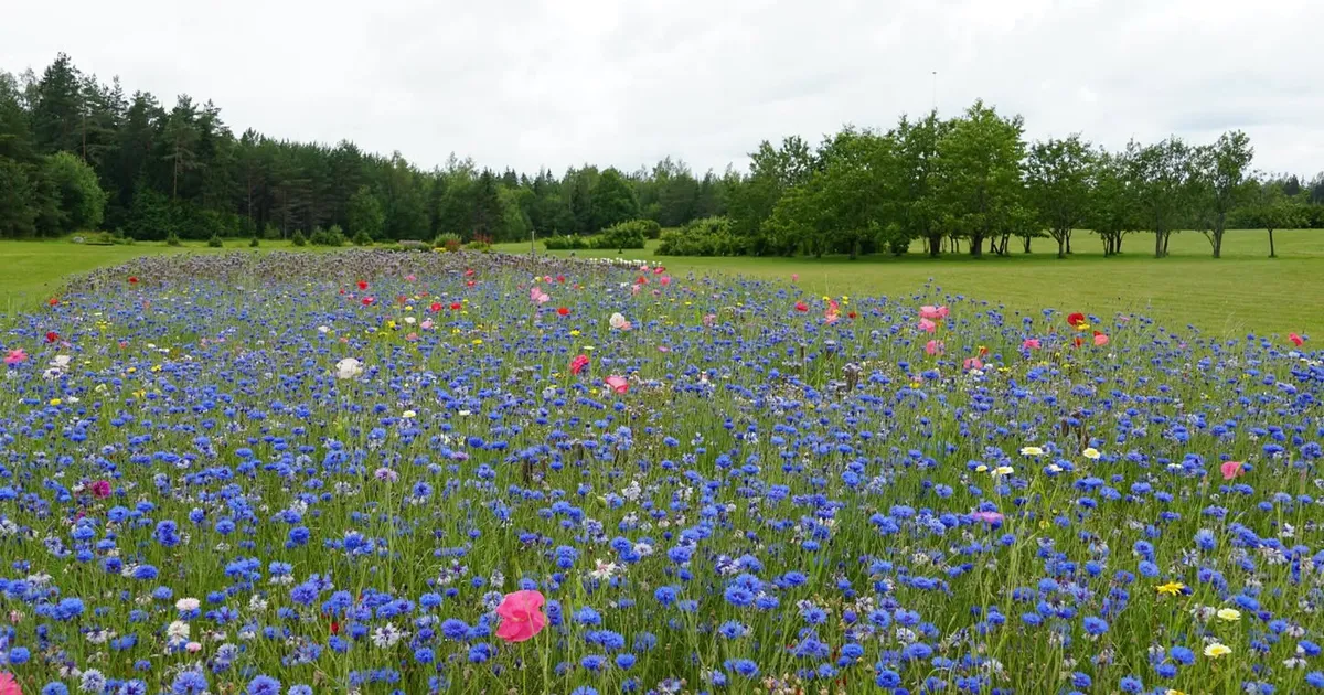 Inimeste korraldatud igapäised massimõrvad – kuidas neid vähendada