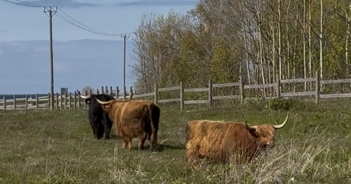 Mägiveised saabusid Paljassaare rannaniitu hooldama
