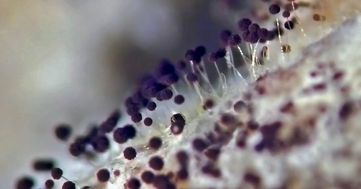 Kliimasoojenemine soodustab nende tapvate organismide levikut