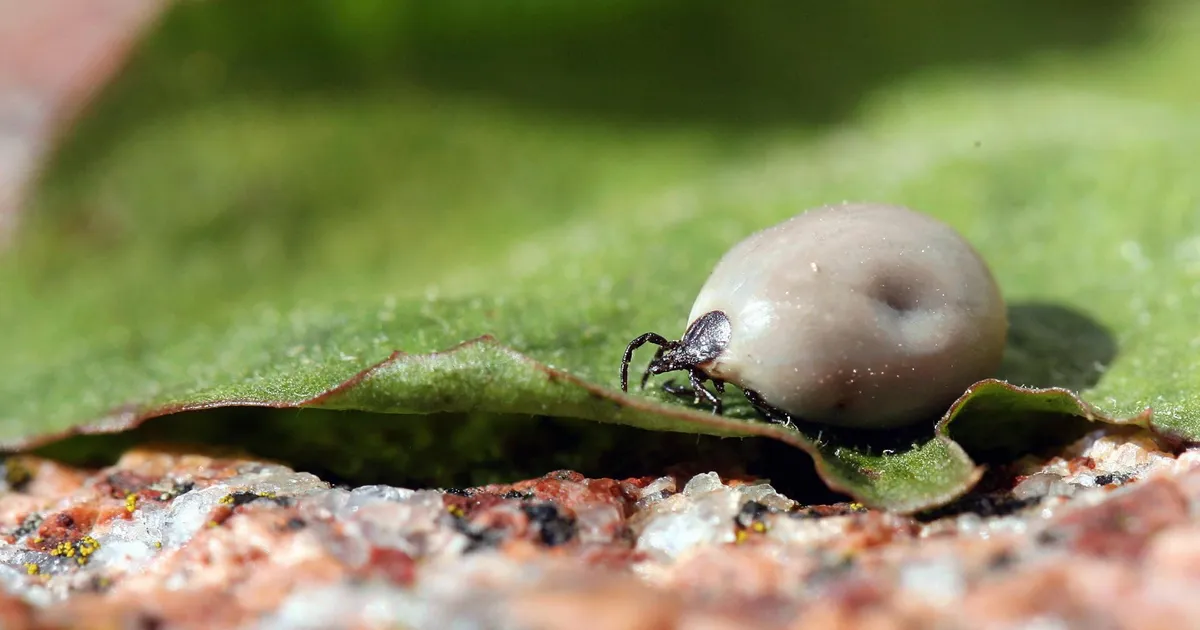 Puugid on asunud täie hooga rünnakule