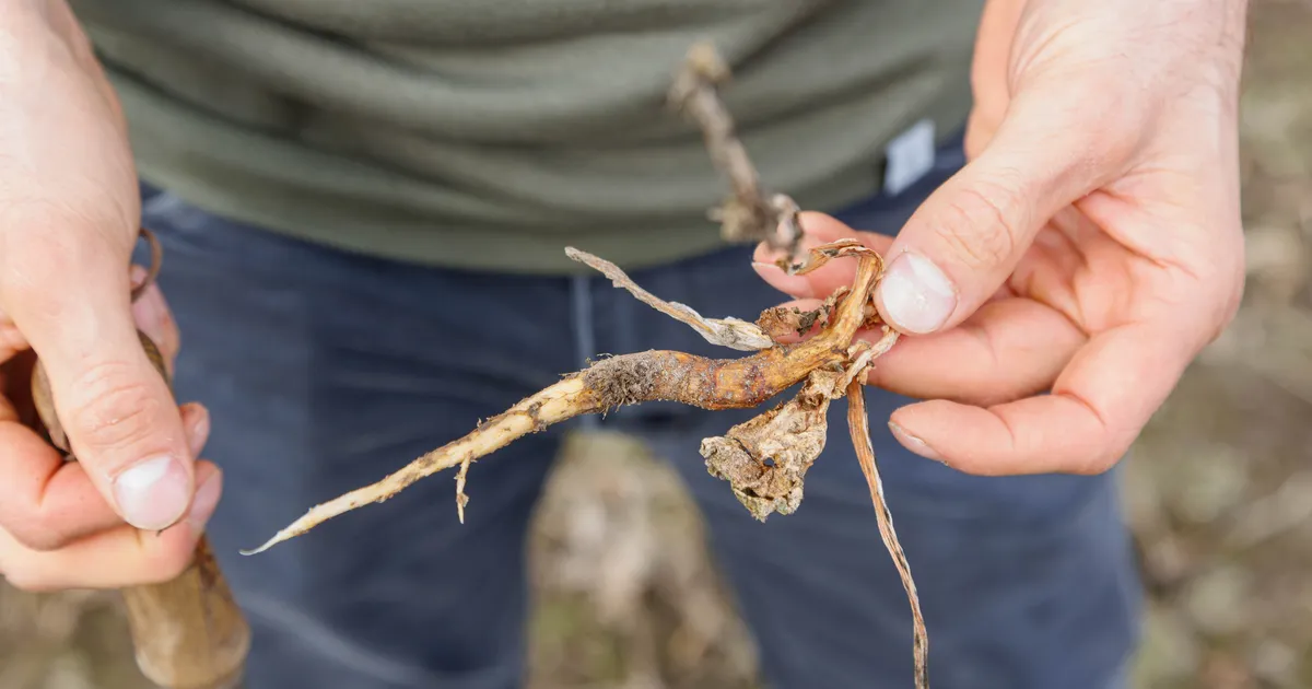 Uus saagikindlustus toetab Eesti põllumeeste vastupanuvõimet ilmastikuriskidele