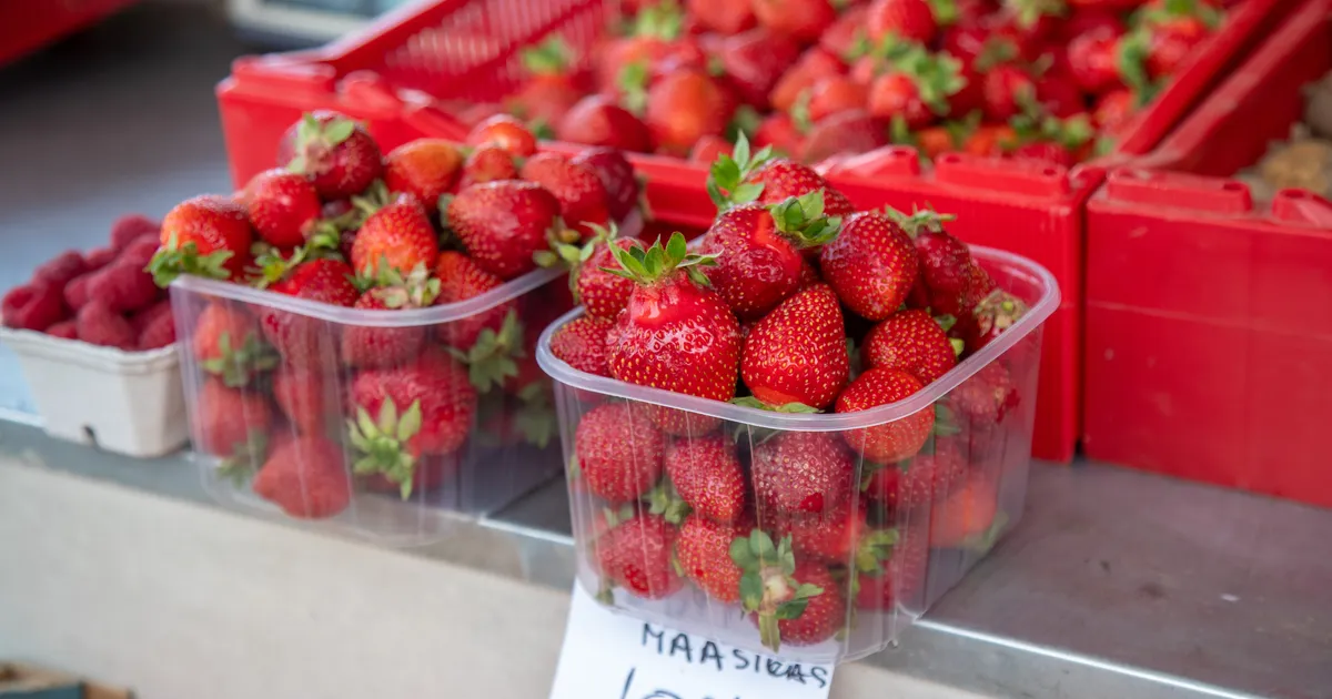 «TÄNA LÄKS 30 KILO!» ⟩ Jõhvis on Eesti maasikad hoolimata krõbedast hinnast kuum kaup