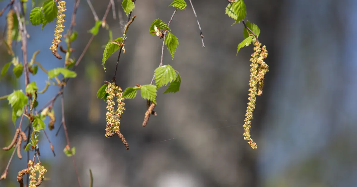 Soovitusi, kuidas õietolmuallergia sümptomeid koduste vahenditega leevendada