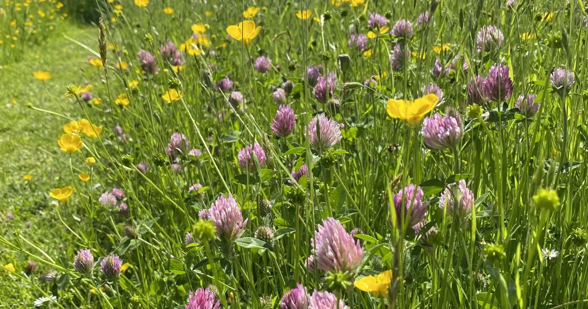 NÄDALA AED ⟩ Mure muruga