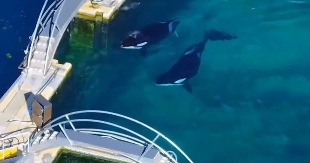 Kurb video ⟩ veepark pani uksed kinni ja jättis mõõkvaalad saastunud basseini saatuse hooleks