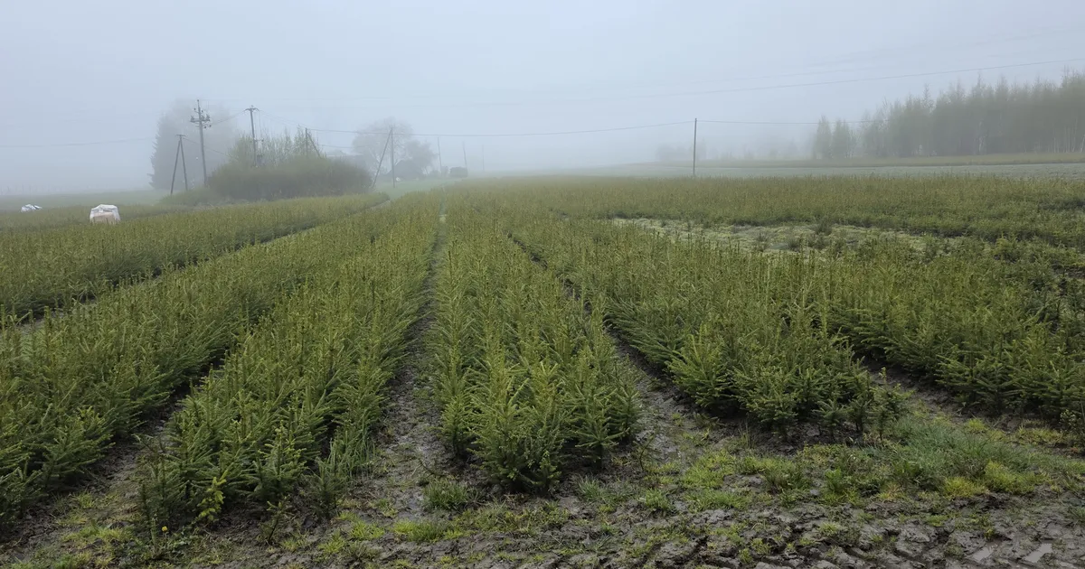 RMK käsk tuhanded kuuseistikud hävitada pani töölised nutma