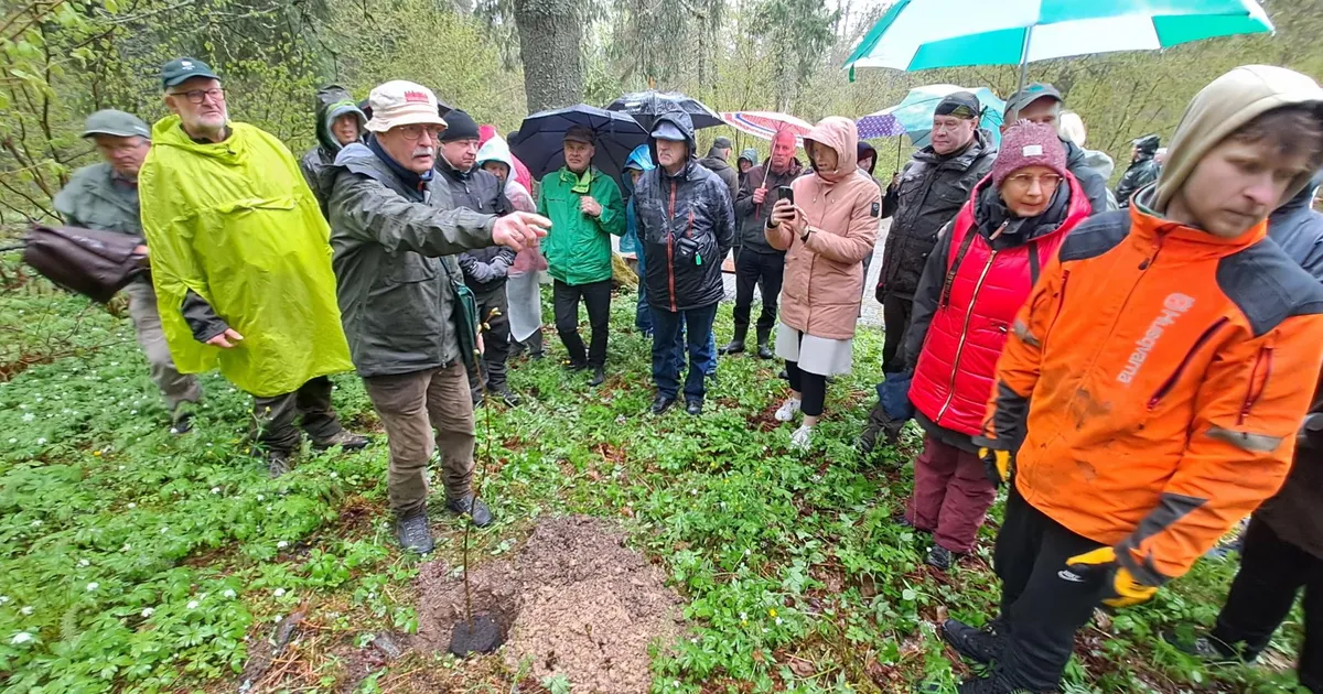 VIDEOLUGU ⟩ «Siia oleks vaja tuhandeid puid istutada.» Üraski rüüstatud Munamäe metsa lisati 30 pärna
