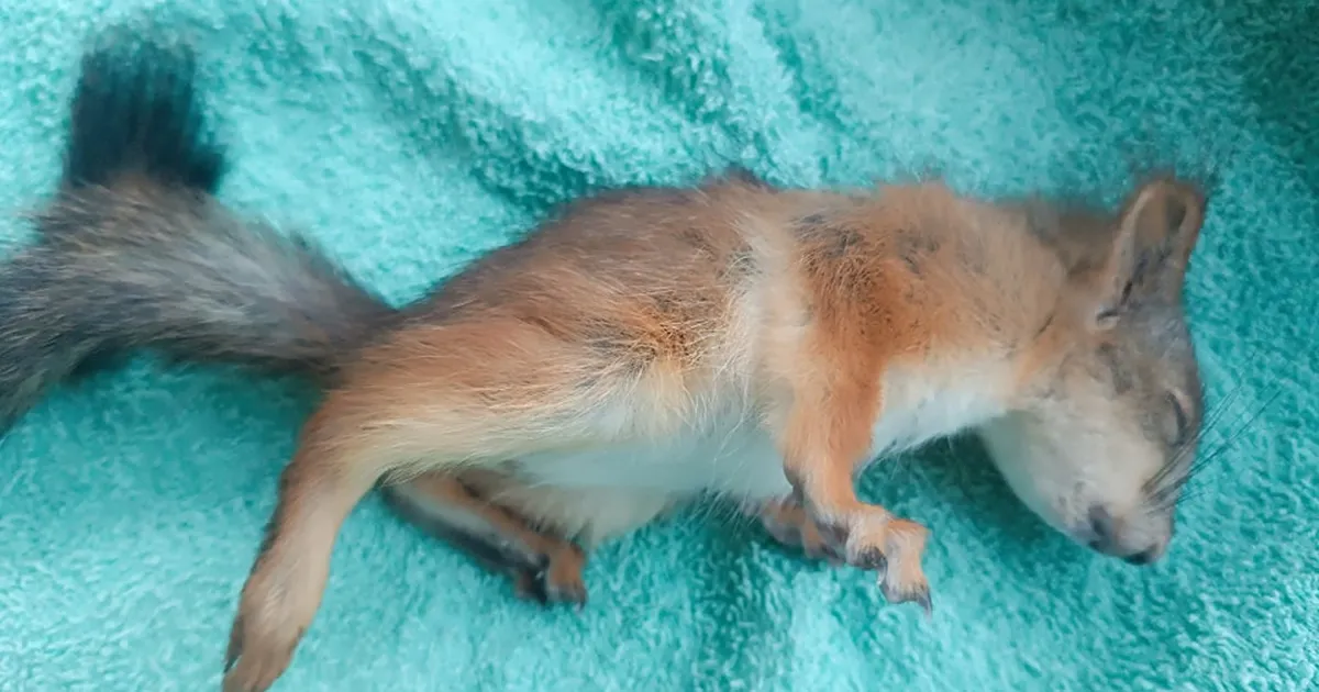 Päästetud metslooma tabas kurb saatus: seda surma oleks saanud ennetada, kui...