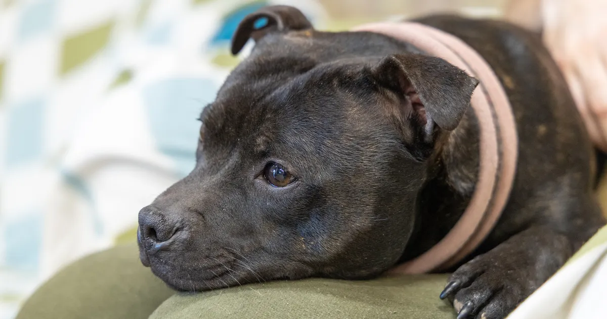 MARKO KASS ⟩ Kuidas seletada eestlasele looma heaolu?