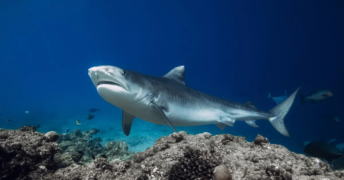 Paarikese viimased hetked hairohkes vees: paadireis unustas nad maha
