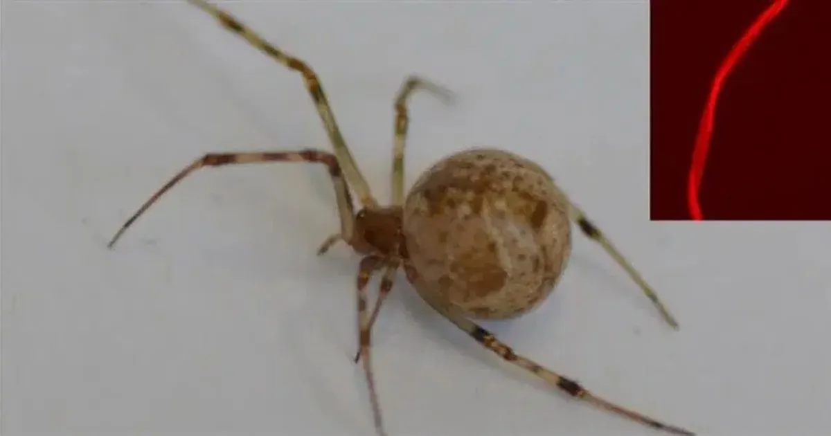 Saksa õpetlased muutsid ämbliku genoomi – nüüd tekitab ta sootuks kummalist võrguniiti