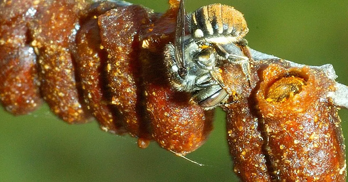 Põnev ⟩ Austraaliast leiti 71 uut loomaliiki