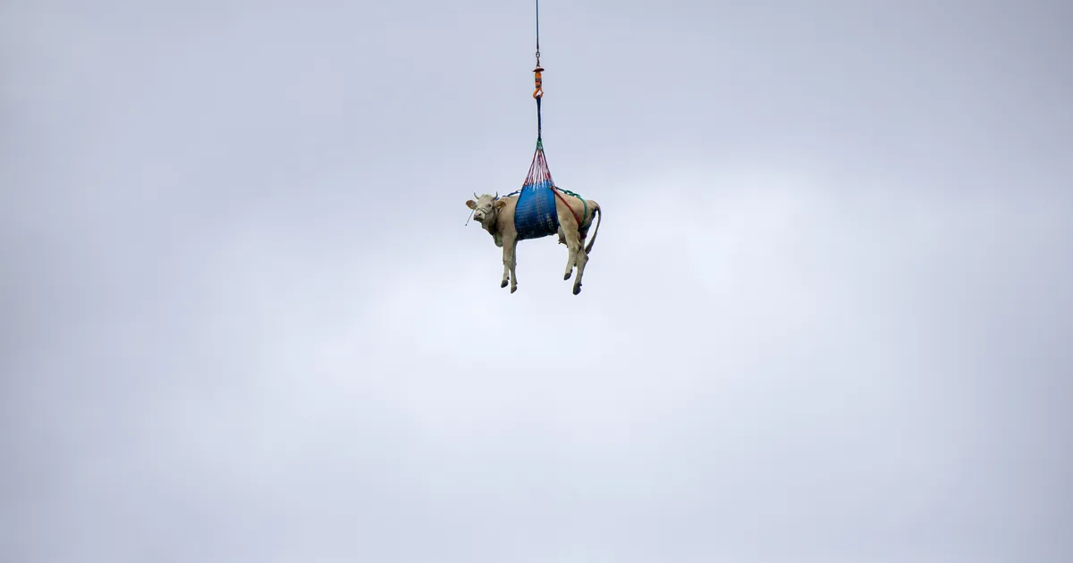 Hiiglasliku mäevaringu kartuses Šveitsi külast evakueeriti nii inimesed kui lehmad