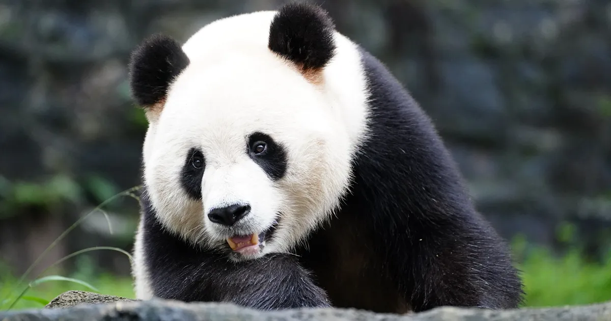 Armas vaatepilt: kaamera ette jäänud pandad tegid midagi väga südamlikku