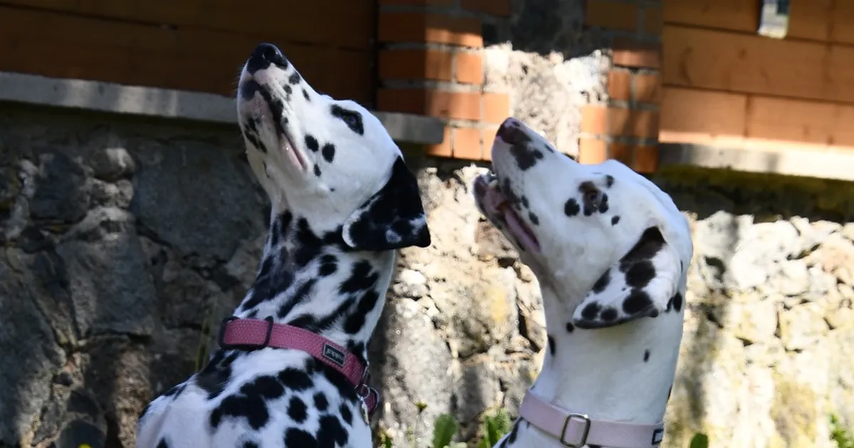 Lemmikloomad vallutavad põllumajandusmuuseumi