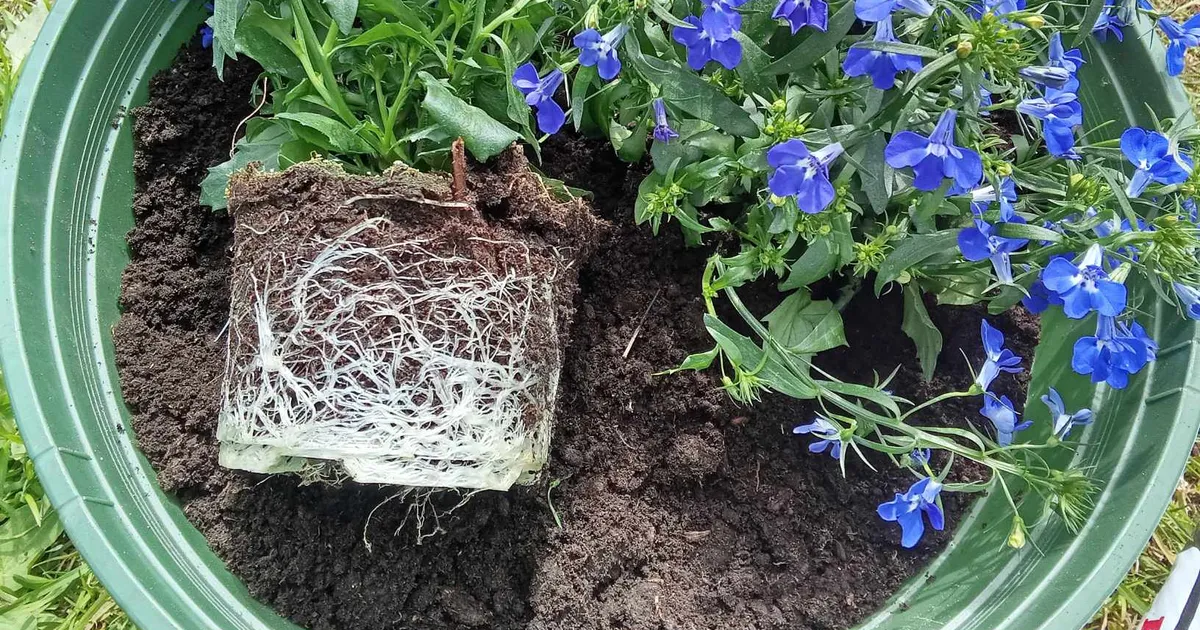 Üks lihtne liigutus aitab lilletaimedel paremini juurduda