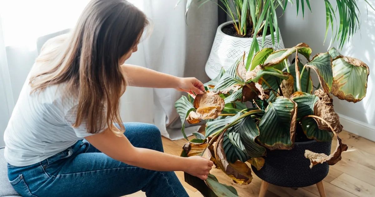 Kolm asja, mida pead kohe tegema, et su toataimed ellu jääks