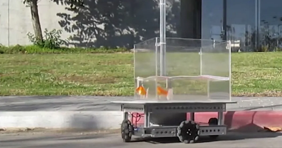 Kuldkala pandi «autot juhtima» ja ta tuli sellega toime – mida see meie endi kohta ütleb?