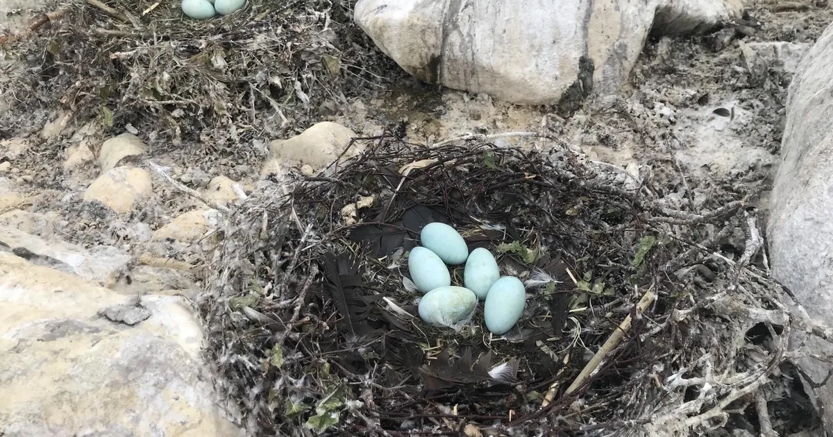 Linnukaitsjad: kormoranidevastast võitlust peetakse käpardlikult ja linde tarbetult häirides