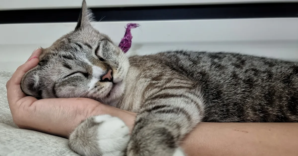 PROOVI JÄRELE ⟩ Just niimoodi käitudes võidad sa kassi poolehoidu